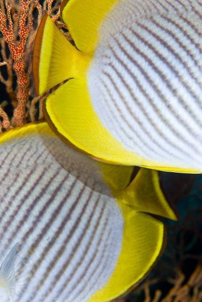 Indonesia The back halves of two butterflyfish